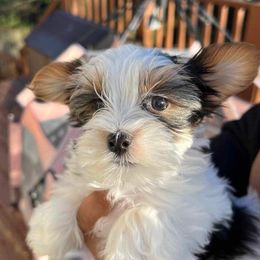 Yorkshire Terriers from Crimson Kisses
