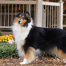 Collie All Grown Up from Bainwood Collies