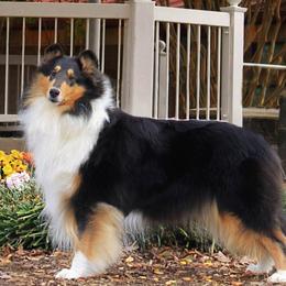 Collie All Grown Up from Bainwood Collies
