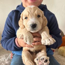 Rowan - Cream male Goldendoodle puppy in Pasco, Washington from Elm Road Farms