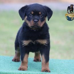 Romi - Black and mahogany female Rottweiler puppy in Uniontown, Alabama from CedarBluff Rottweilers