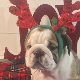 Bulldogs from Strickly Bulldogs