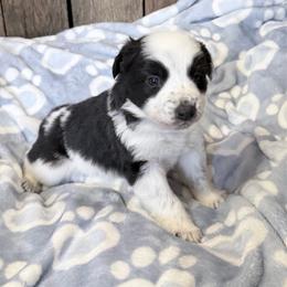 Knox - Black and white male Border Collie puppy in Guffey, Colorado from Sunset Ridge
