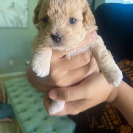 Poodle Puppies from Sun