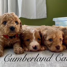 Cavapoo Puppies from Cumberland Cavapoos