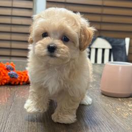Dawson - Apricot male Maltipoo puppy in Lebanon, Kentucky from Mosaic Merle Doodles