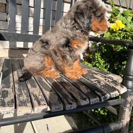 Tucker - Blue merle male Bernedoodle puppy in Holtwood, Pennsylvania from Country Ridge Puppies