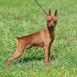 Miniature Pinscher All Grown Up from Valjalu’s Minianture Pinschers