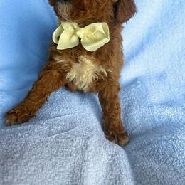 Noah - Red  male Goldendoodle puppy in Mint Hill, North Carolina from DoodleForever
