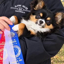 Spicy - Chihuahua