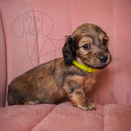 Louis Vuitton - Cream male Dachshund puppy in Temecula, California from Naomi Magee's Dachshund Kennel