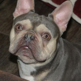 French Bulldogs from Big Rig Frenchies
