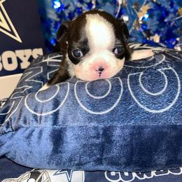 Boston Terrier Puppies from Baldwins Boston Terriers