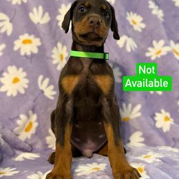 Green Collar - Red and rust male Doberman Pinscher puppy in Lake City, Florida from Paintedcrazy Doberman Pinchers