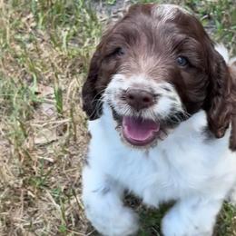 Girl 1 - Liver and white female Springerdoodle puppy in Reddick, Florida from Cooper’s Mini Doodles