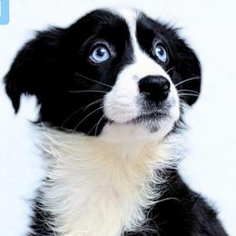 Shelby - Black & white female Miniature Australian Shepherd puppy in Punta Gorda, Florida from Christie's Creekside Aussies