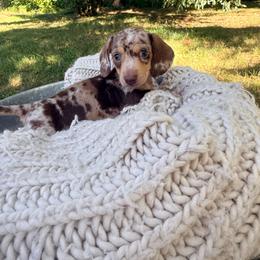 Luca - Dapple male Dachshund puppy in Crossville, Tennessee from Golden Mini Farm