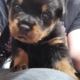 Diesel - Black and mahogany male Rottweiler puppy in Tangent, Oregon from Raya's Royals