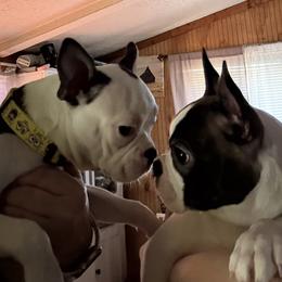 Hank - Seal brindle and white male Boston Terrier puppy in Charleston, West Virginia from Mountain Momma Bostons
