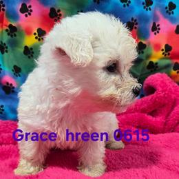 Grace - White female Bichon Frise puppy in Neosho, Missouri from Cooley's Cuddle Pups