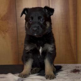 Rage - Bi-color female German Shepherd puppy in Beech Grove, Arkansas from Ze Zadnich lesu
