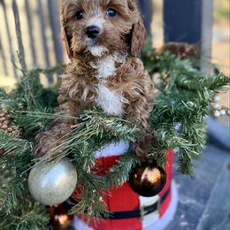 Dancer - Red male Cavapoo puppy in Bozrah, Connecticut from Cedar Creek Farm