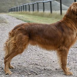 Golden Retriever All Grown Up from Jesse Hinckley's Golden Retrievers