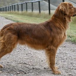 Golden Retriever All Grown Up from Jesse Hinckley's Golden Retrievers