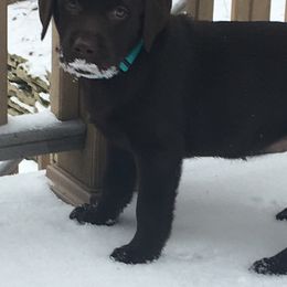 Labrador Retriever Puppies from Odie Acres Labradors