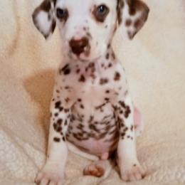 Dalmatian and Poodle Puppies from Cotton Top