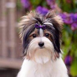 Duke - Biewer Terrier