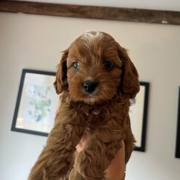 Cider - Red female Cavapoo puppy in Bloomfield, New York from Campbell Cavapoos