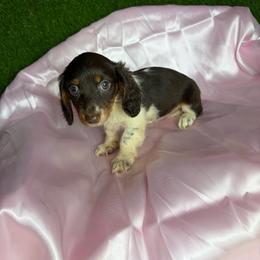 Lillian - Piebald female Dachshund puppy in Lake City, Florida from My Ditzy Doxies of Florida