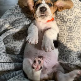 Dave Dennison Hocus Pocus - Black brown and white male Basset Hound puppy in Park City, Kansas from Stegmans Basset Hounds
