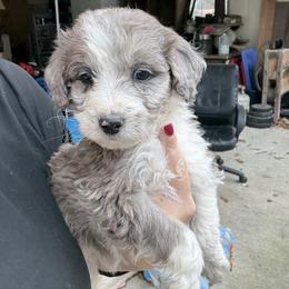 Jenny - Blue merle female Aussiedoodle puppy in Four Oaks, North Carolina from RoseWest Farms
