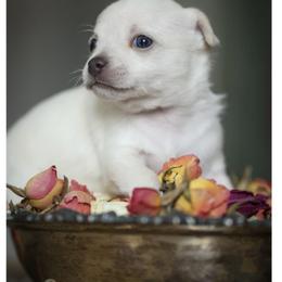 Chihuahua Puppies from ,, Vajda” chihuahua club