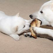Hokkaido Puppies from Apricity Kennel