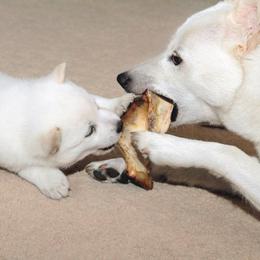 Hokkaido Puppies from Apricity Kennel