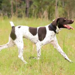 German Shorthaired Pointers from Lowcountry Southern GSP'S