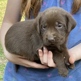 Labrador Retriever Puppies from North Star Retrievers