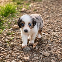 Eloise - Blue merle female Miniature Australian Shepherd puppy in Macomb, Missouri from Faunus Farms and Aussies