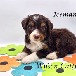 Iceman - Red tri-color Aussiedoodle puppy in Lancaster, Minnesota from Wilson Cattle Co.