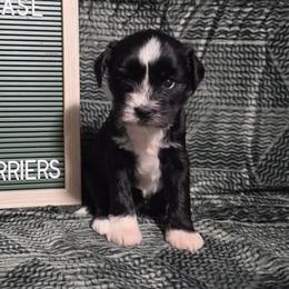 Matcha - Black and white female Tibetan Terrier puppy in Lane County, Oregon from Zara Tibetan Terriers