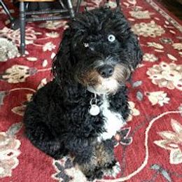 Rooney - Aussiedoodle