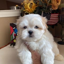 Girl 2 Rosie - Cream and white female Shih Tzu puppy in Troy, Michigan from "Shihtzu Best Friend"