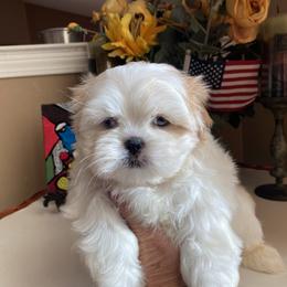 Girl 2 Rosie - Cream and white female Shih Tzu puppy in Troy, Michigan from "Shihtzu Best Friend"