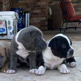 American Bullies from Christy Nau's American Bullies
