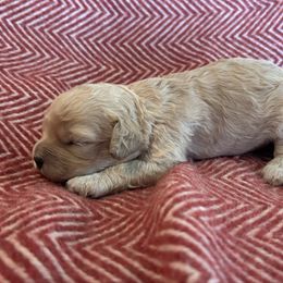 Jack 3 - Ruby Cavachon puppy in Holly, Michigan from Terrie’s Cavachons & Cavalier King Charles Spaniels