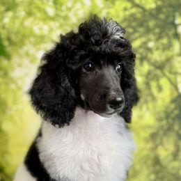 Grace - Phantom female Poodle puppy in Middlebourne, West Virginia from El Silencio Standard Poodles