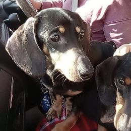 Dachshund All Grown Up from Lively Dachshunds
